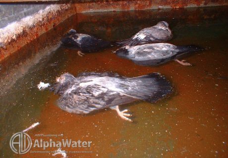 AlphaWater - Waterproofing, Pipe Cleaning, Plumbing Services - Water Tank Cleaning - Cuci Tangki Rumah - Dead birds